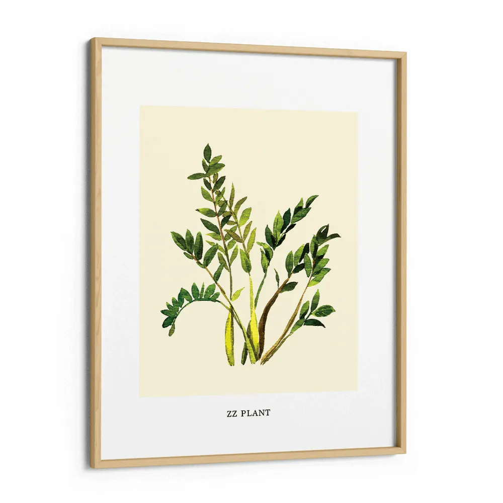ZZ Plant