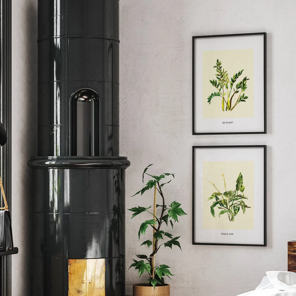 ZZ Plant