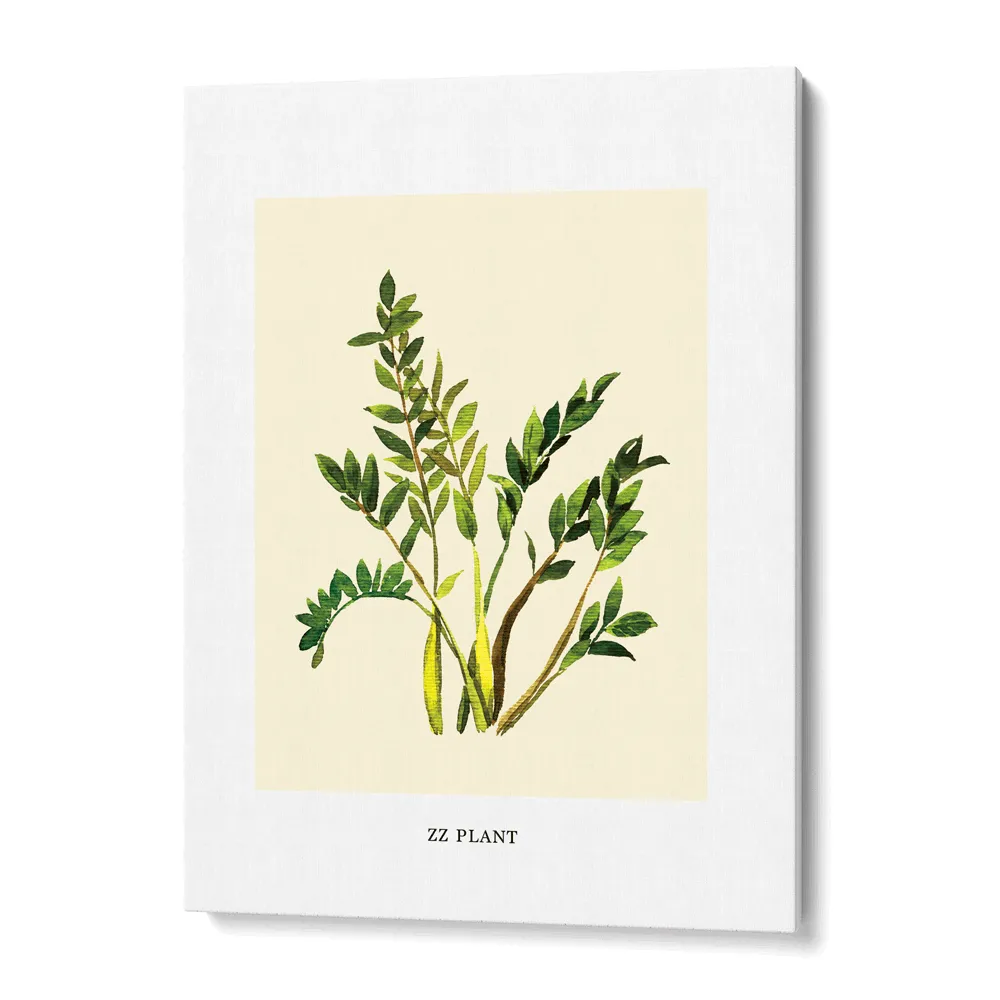 ZZ Plant