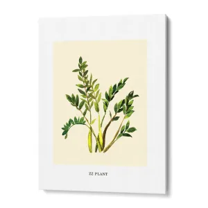 ZZ Plant