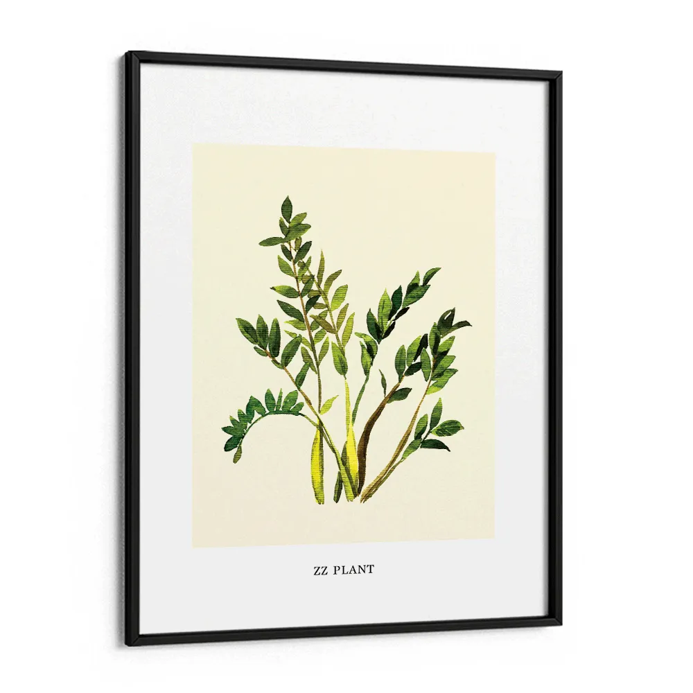 ZZ Plant