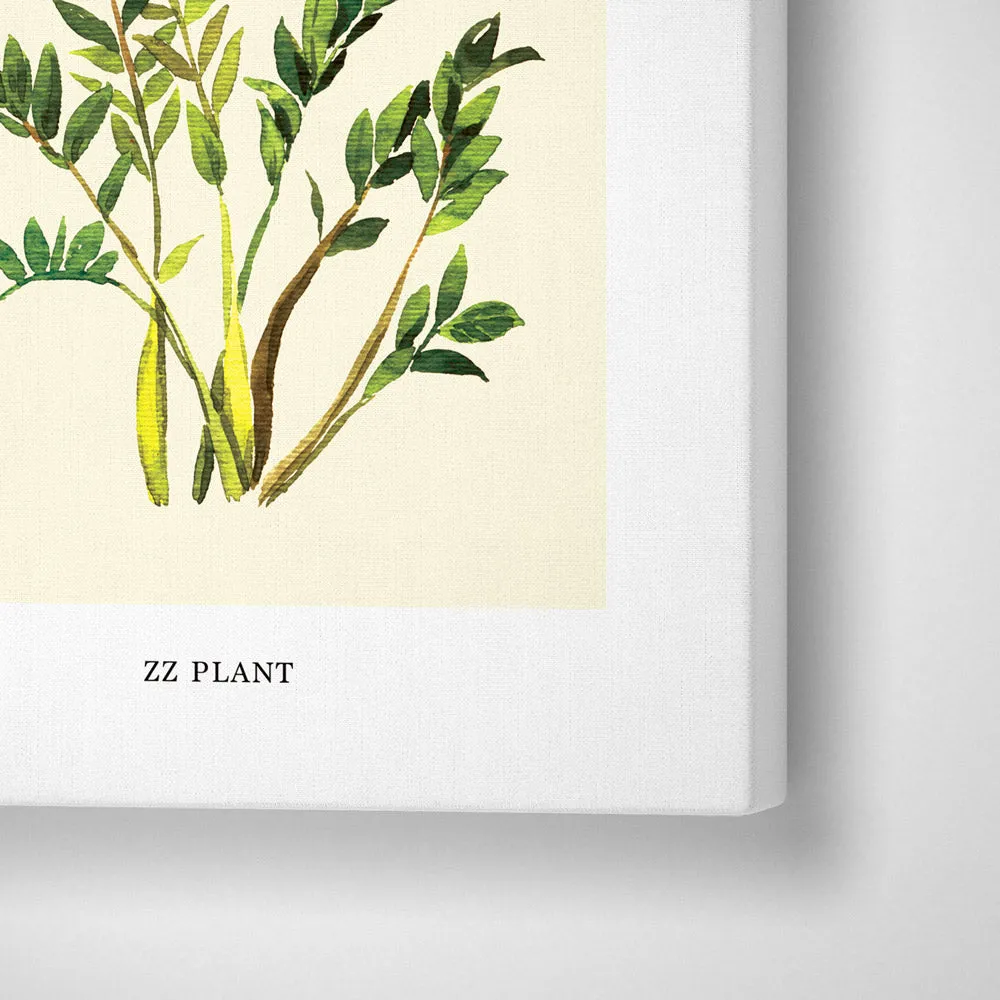 ZZ Plant