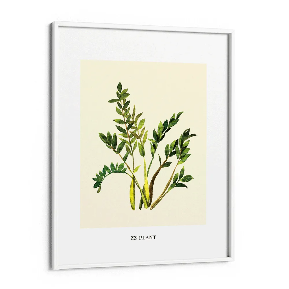 ZZ Plant